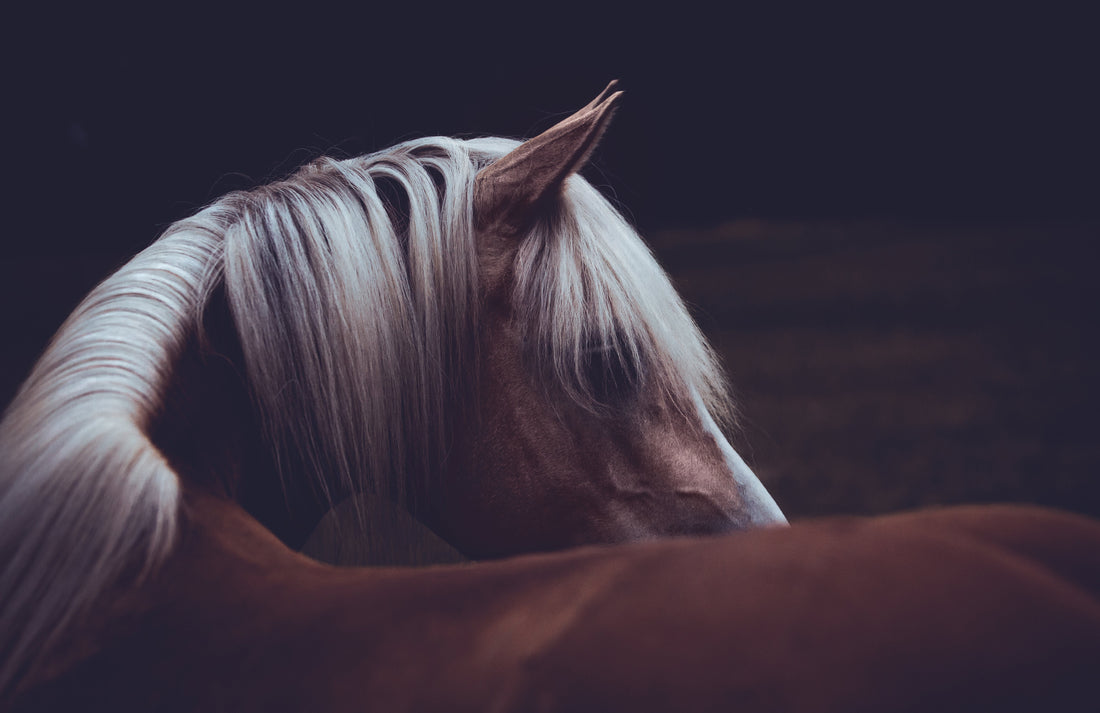 How to Take Beautiful Horse Photos With Your Phone - 12 Simple Tips