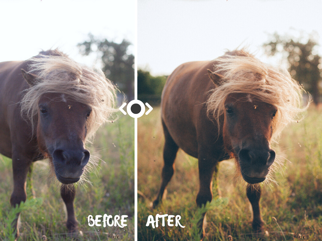 Woodland Lightroom Preset for Horse, Pet & Nature Photography