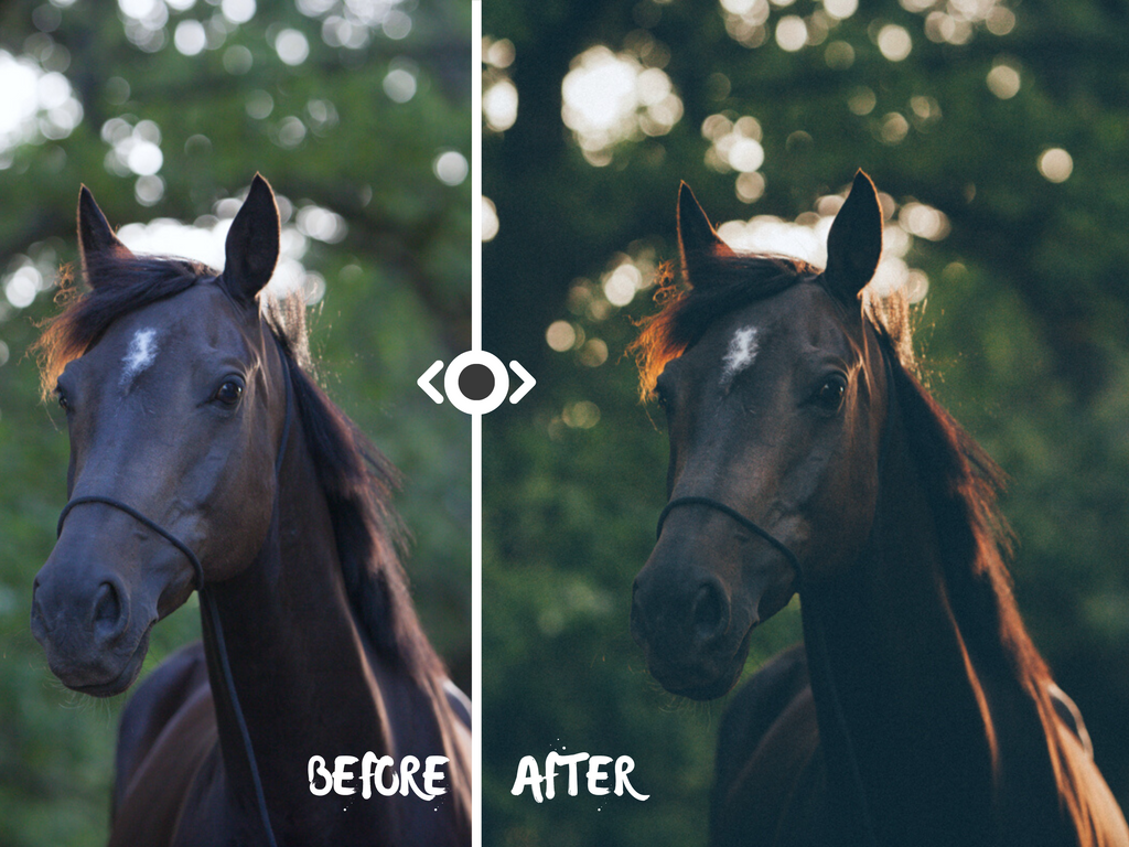 Woodland Lightroom Preset for Horse, Pet & Nature Photography