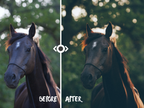 WOODLAND — Lightroom-Preset für Pferde-, Haustier- und Naturfotografie
