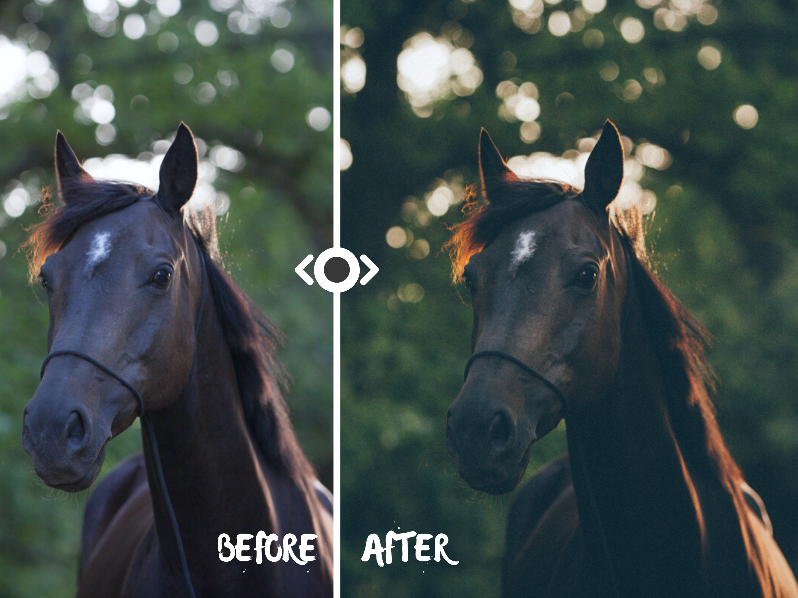 Woodland Lightroom Preset for Horse, Pet & Nature Photography