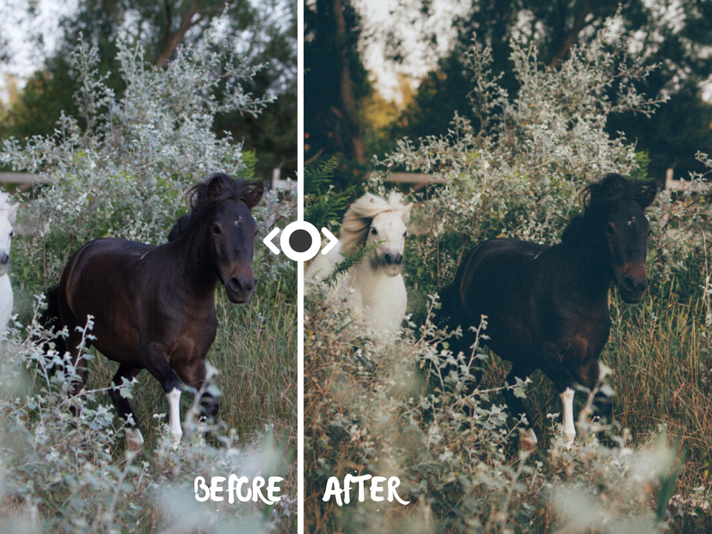 Woodland Lightroom Preset for Horse, Pet & Nature Photography