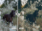 WOODLAND — Lightroom-Preset für Pferde-, Haustier- und Naturfotografie