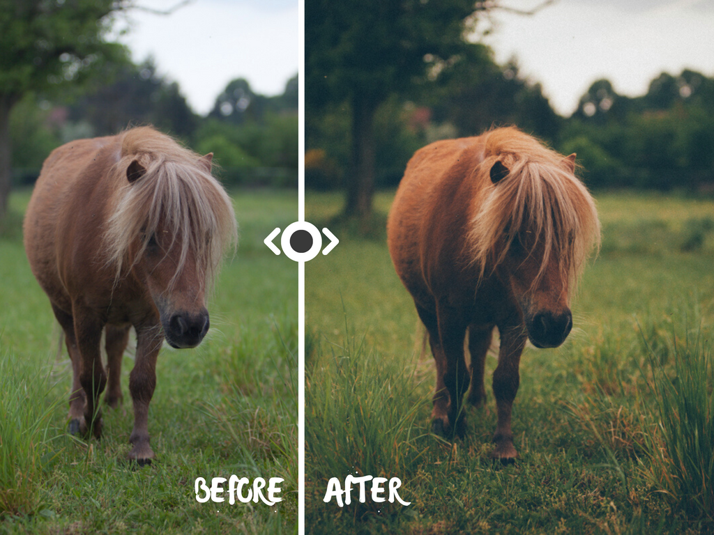 Woodland Lightroom Preset for Horse, Pet & Nature Photography
