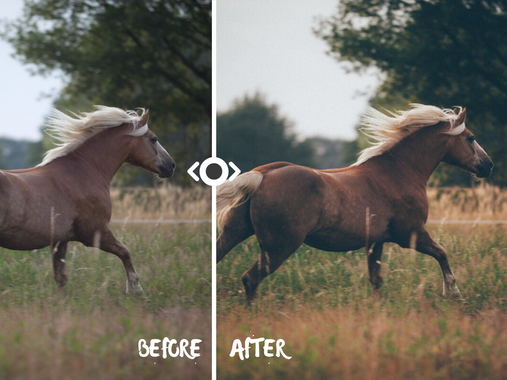 Woodland Lightroom Preset for Horse, Pet & Nature Photography