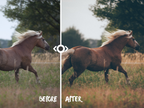 WOODLAND — Lightroom-Preset für Pferde-, Haustier- und Naturfotografie