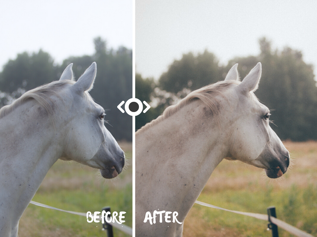 Woodland Lightroom Preset for Horse, Pet & Nature Photography