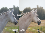 WOODLAND — Lightroom-Preset für Pferde-, Haustier- und Naturfotografie