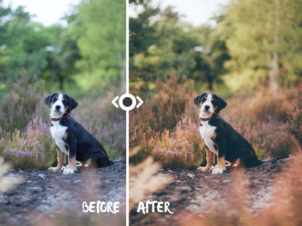Woodland Lightroom Preset for Horse, Pet & Nature Photography