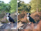 WOODLAND — Lightroom-Preset für Pferde-, Haustier- und Naturfotografie