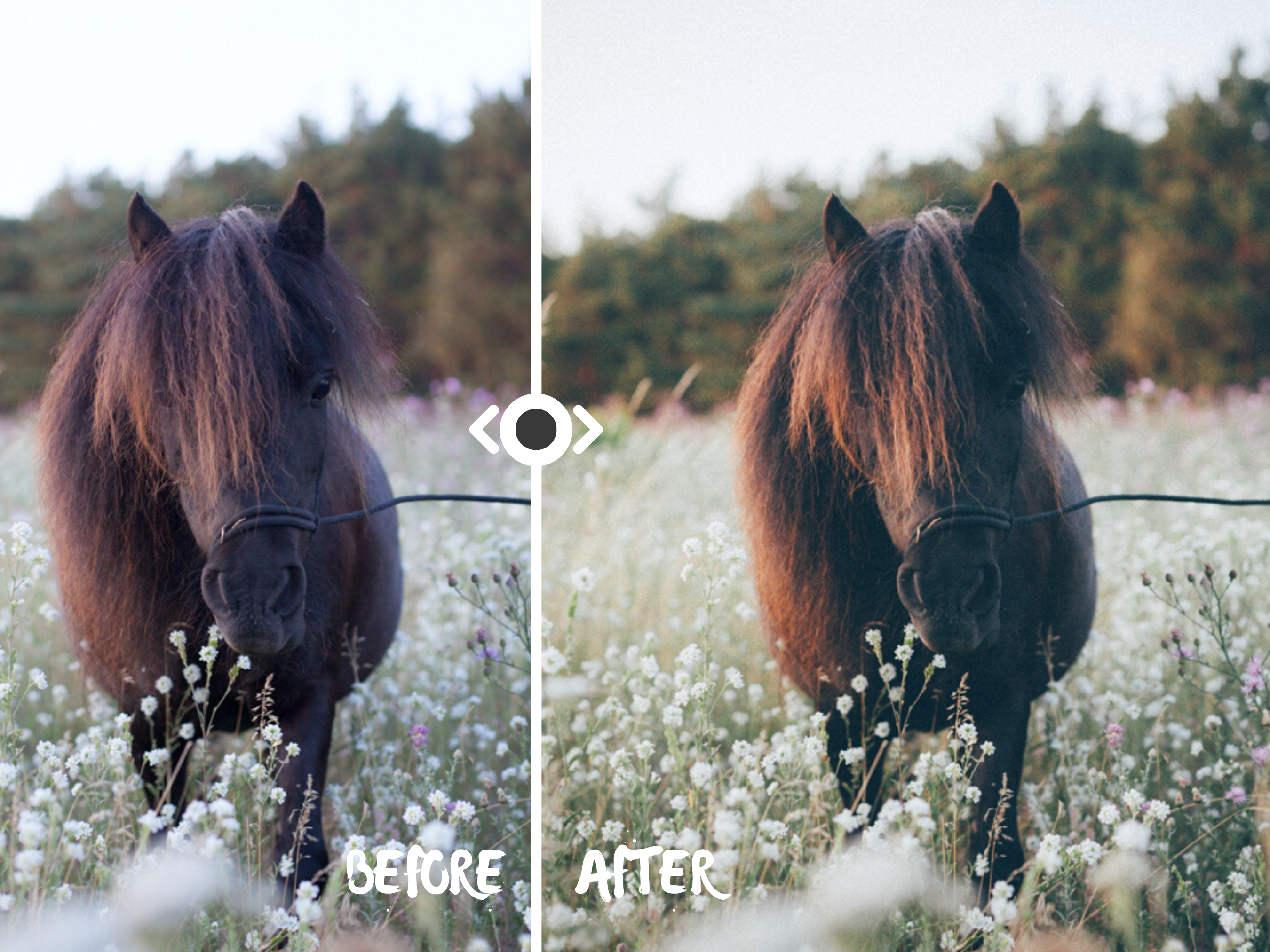 Woodland Lightroom Preset for Horse, Pet & Nature Photography