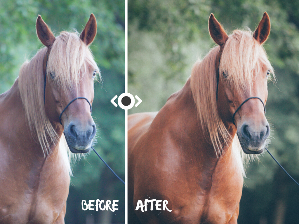 Woodland Lightroom Preset for Horse, Pet & Nature Photography