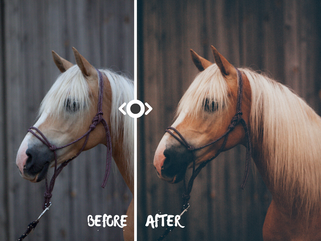 Woodland Lightroom Preset for Horse, Pet & Nature Photography