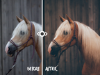 WOODLAND — Lightroom-Preset für Pferde-, Haustier- und Naturfotografie