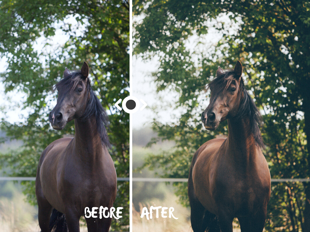Woodland Lightroom Preset for Horse, Pet & Nature Photography