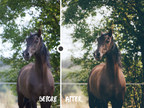 WOODLAND — Lightroom-Preset für Pferde-, Haustier- und Naturfotografie