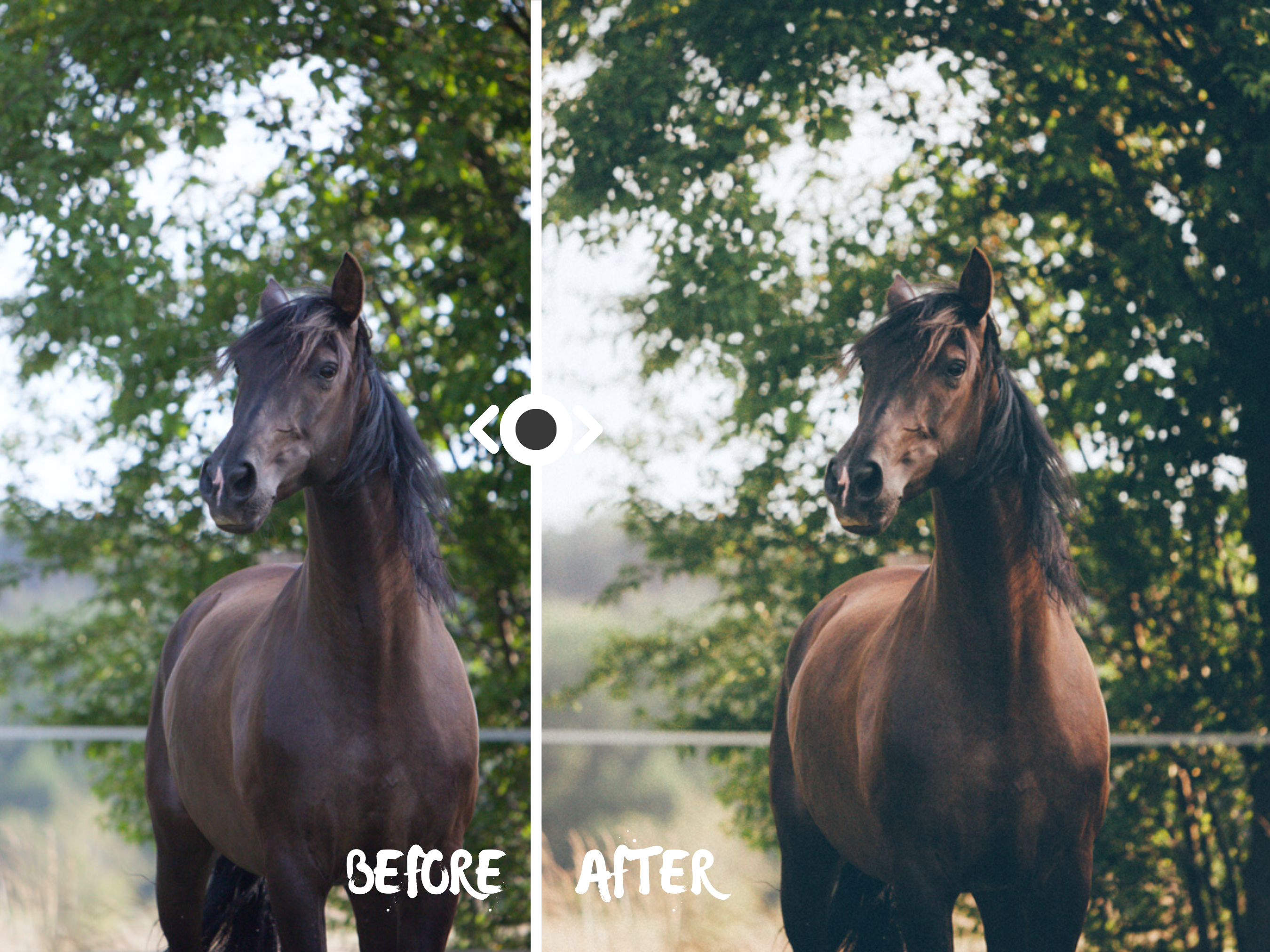 Woodland Lightroom Preset for Horse, Pet & Nature Photography