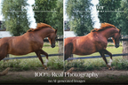 NATURAL GREEN – 10 Lightroom Presets für Pferde-, Haustier- & Outdoor-Fotografie
