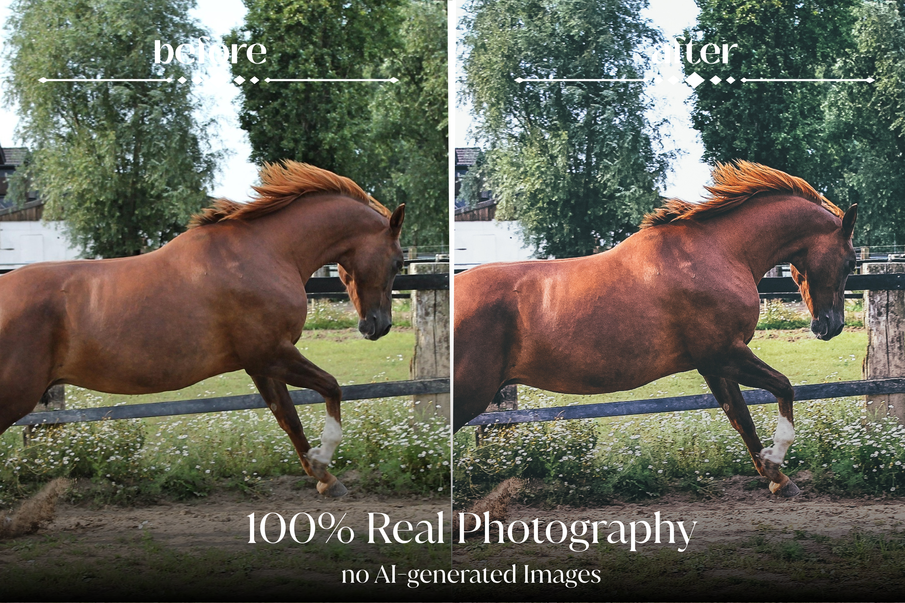 NATURAL GREEN – 10 Lightroom Presets für Pferde-, Haustier- & Outdoor-Fotografie