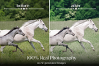 NATURAL GREEN – 10 Lightroom Presets für Pferde-, Haustier- & Outdoor-Fotografie