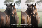 NATURAL GREEN – 10 Lightroom Presets für Pferde-, Haustier- & Outdoor-Fotografie