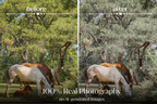 NATURAL GREEN – 10 Lightroom Presets für Pferde-, Haustier- & Outdoor-Fotografie