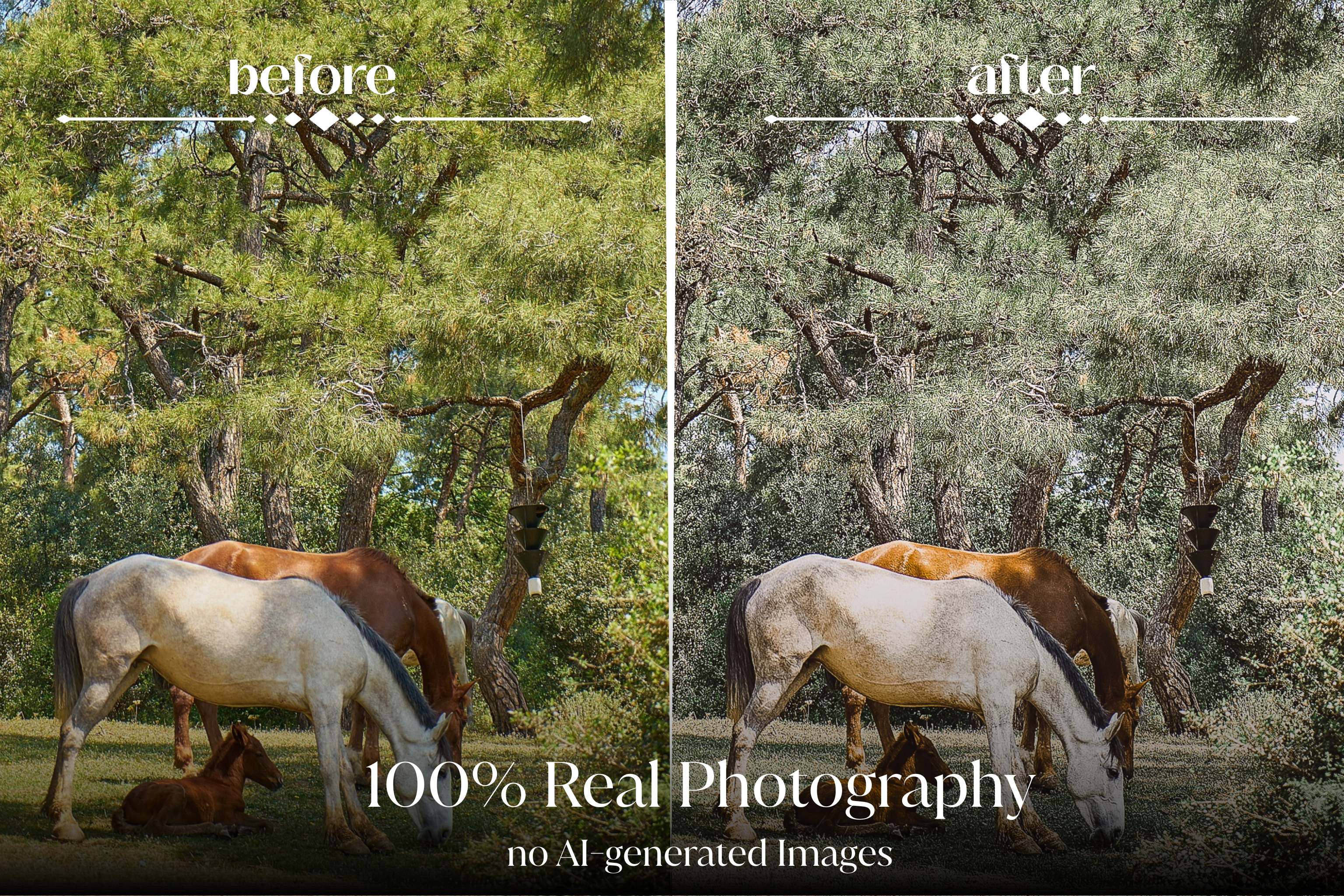 NATURAL GREEN – 10 Lightroom Presets für Pferde-, Haustier- & Outdoor-Fotografie