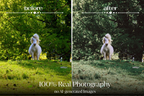 NATURAL GREEN – 10 Lightroom Presets für Pferde-, Haustier- & Outdoor-Fotografie