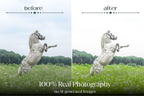 NATURAL GREEN – 10 Lightroom Presets für Pferde-, Haustier- & Outdoor-Fotografie