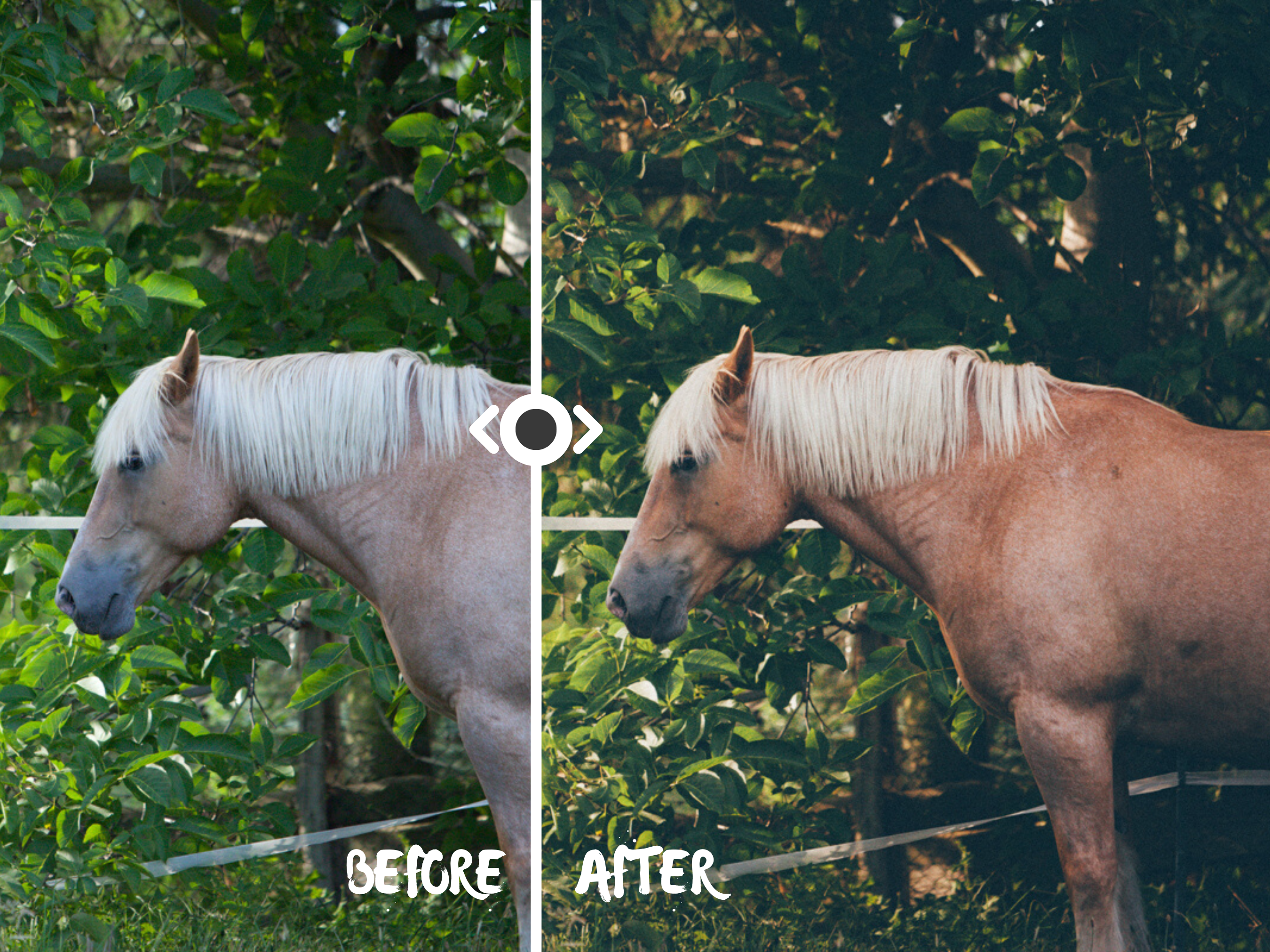 Woodland Lightroom Preset for Horse, Pet & Nature Photography