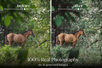 NATURAL GREEN – 10 Lightroom Presets für Pferde-, Haustier- & Outdoor-Fotografie