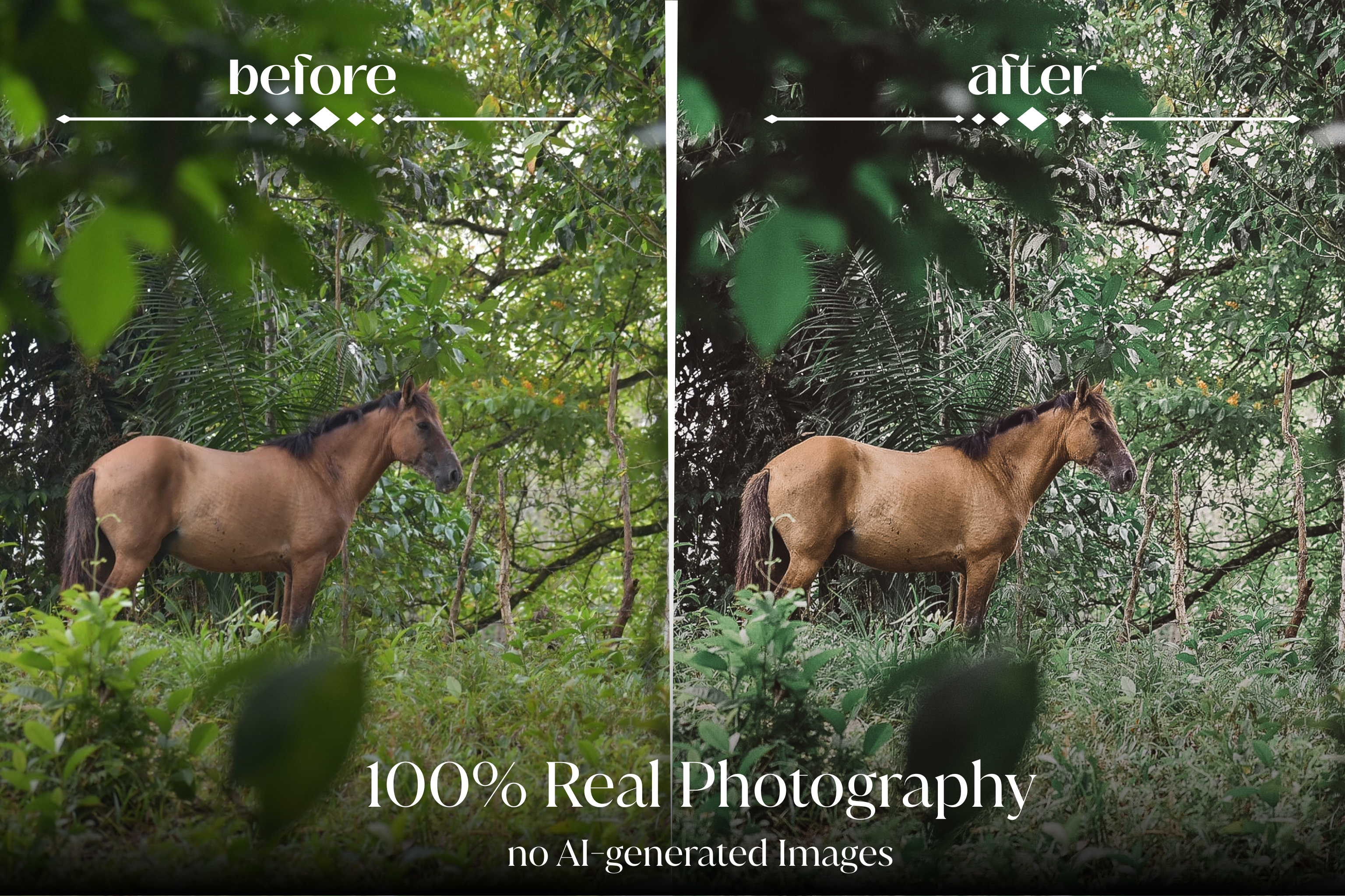 NATURAL GREEN – 10 Lightroom Presets für Pferde-, Haustier- & Outdoor-Fotografie