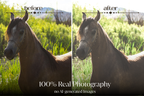 NATURAL GREEN – 10 Lightroom Presets für Pferde-, Haustier- & Outdoor-Fotografie