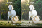 NATURAL GREEN – 10 Lightroom Presets für Pferde-, Haustier- & Outdoor-Fotografie