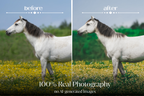 NATURAL GREEN – 10 Lightroom Presets für Pferde-, Haustier- & Outdoor-Fotografie