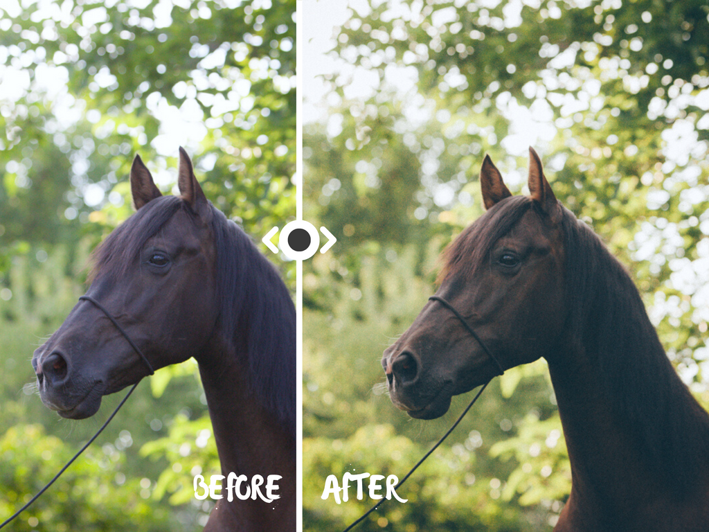 Woodland Lightroom Preset for Horse, Pet & Nature Photography