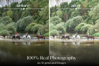 NATURAL GREEN – 10 Lightroom Presets für Pferde-, Haustier- & Outdoor-Fotografie