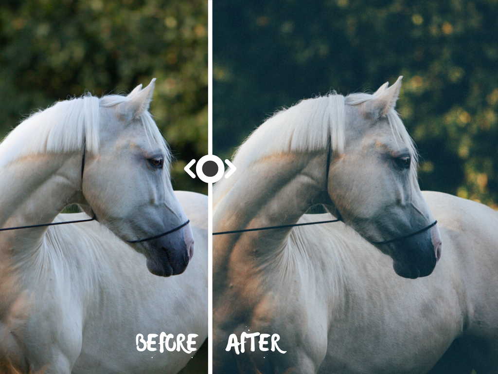 Woodland Lightroom Preset for Horse, Pet & Nature Photography