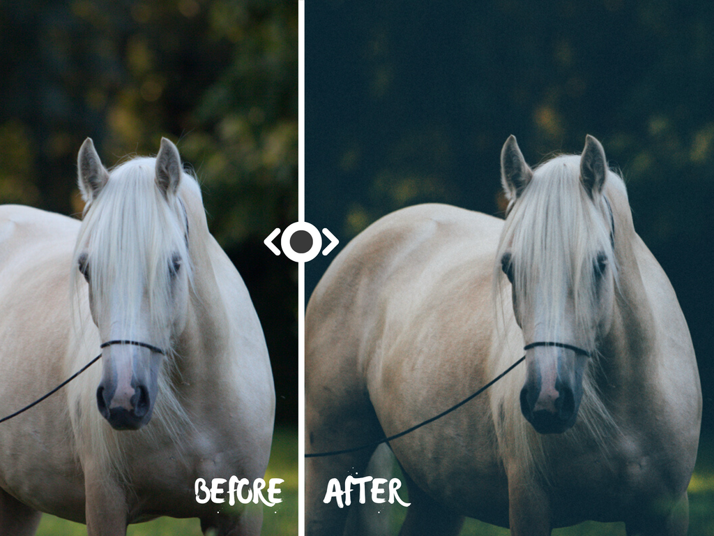 Woodland Lightroom Preset for Horse, Pet & Nature Photography