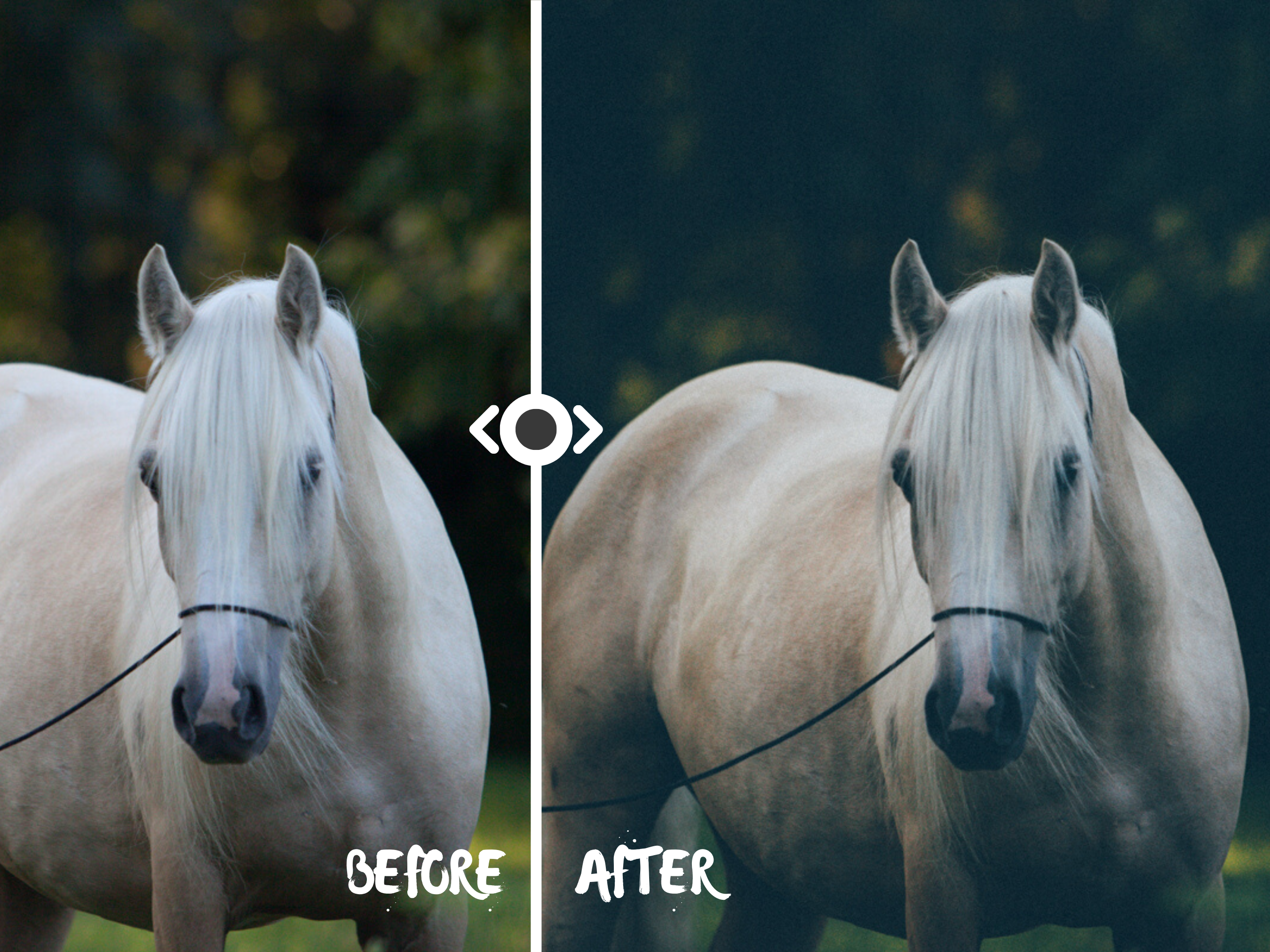 Woodland Lightroom Preset for Horse, Pet & Nature Photography
