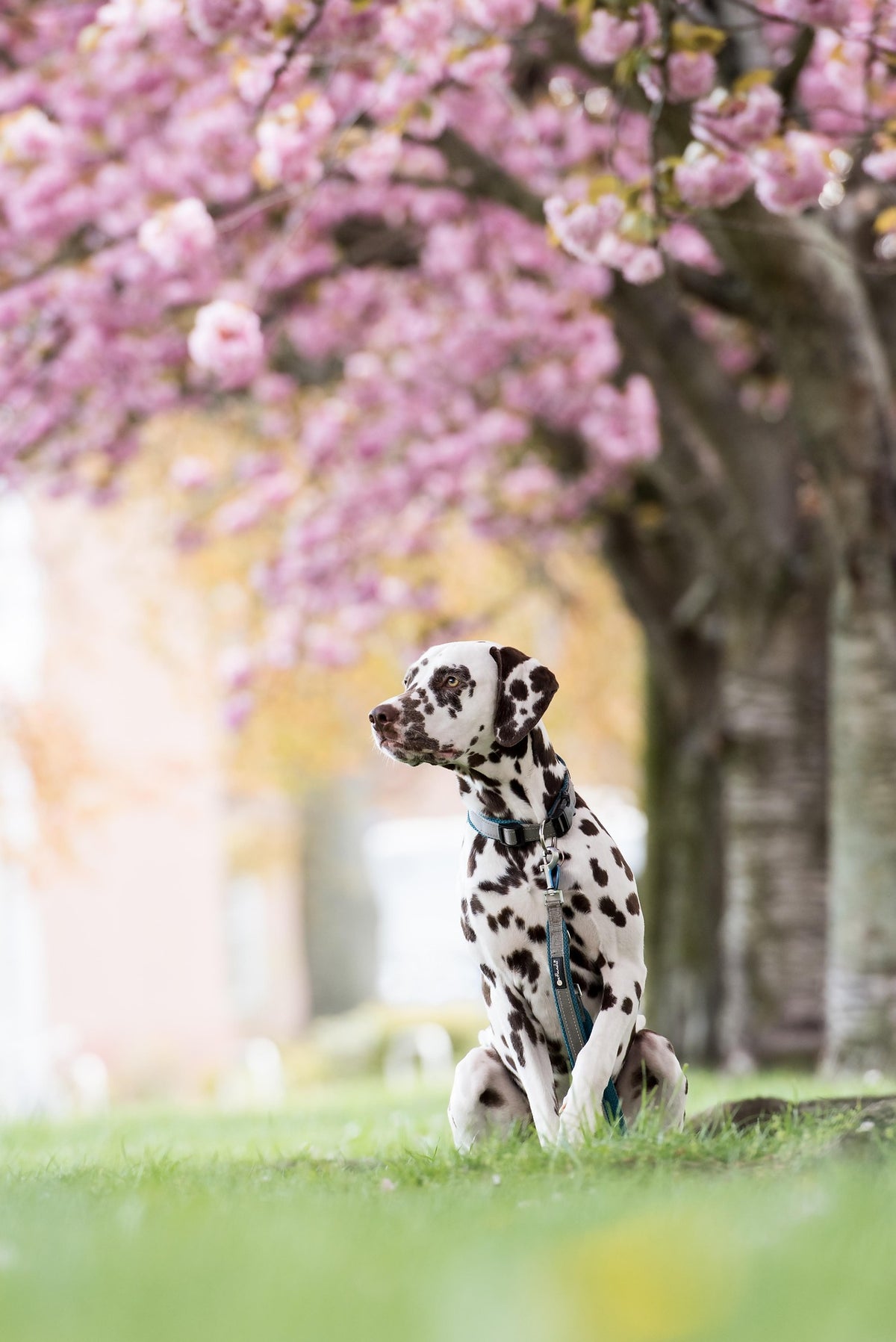 Before editing: Dalmatian sitting beneath pink blossoms in soft natural light