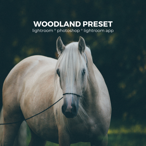 Woodland Lightroom Preset for Horse, Pet & Nature Photography